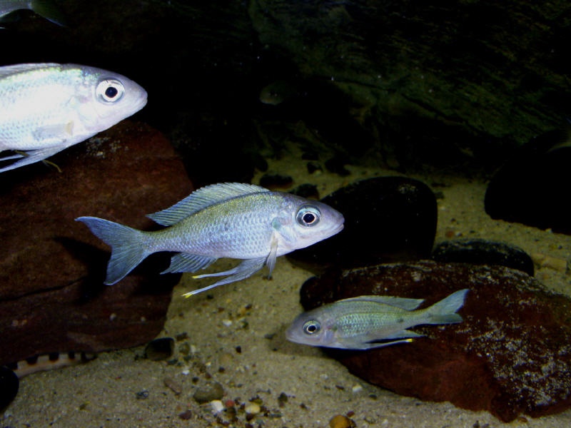 Ophthalmotilapia ventralis 'Chituta Bay'